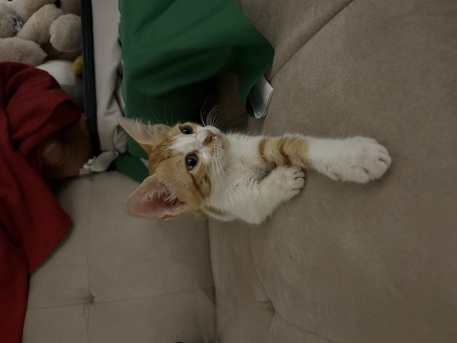 Jeddah, Pet Supplies, 2 Month Old Male Kitten Available For Adoption! Serious Adopters Only