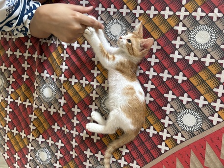 Jeddah, Pet Supplies, 2 Month Old Male Kitten Available For Adoption! Serious Adopters Only
