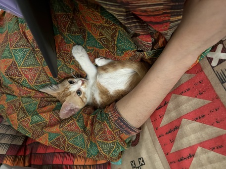 Jeddah, Pet Supplies, 2 Month Old Male Kitten Available For Adoption! Serious Adopters Only