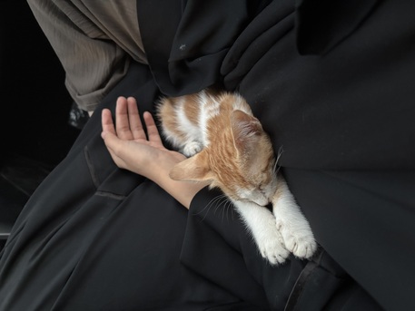 Jeddah, Pet Supplies, 2 Month Old Male Kitten Available For Adoption! Serious Adopters Only