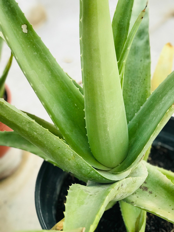 Adliya, Farm & Garden, BHD 2,  Aloevera