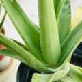 BHD 2,  Aloevera