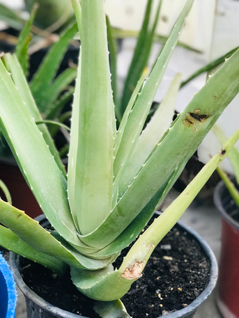 Adliya, Farm & Garden, BHD 2,  Aloevera