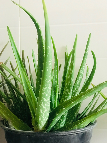 Adliya, Farm & Garden, BHD 2,  Aloevera