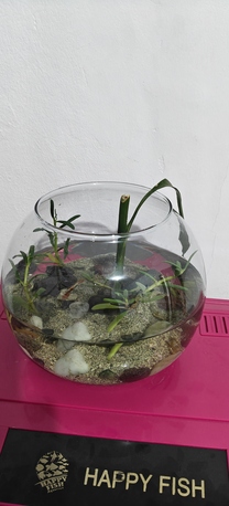 Jeddah, Pet Supplies, SAR 60,  Small Aquarium For Sale With 1 Pair Guppy