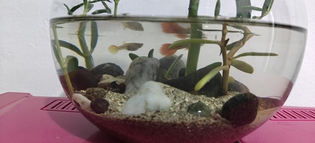 Jeddah, Pet Supplies, SAR 60,  Small Aquarium For Sale With 1 Pair Guppy