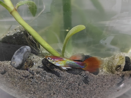 Jeddah, Pet Supplies, SAR 60,  Small Aquarium For Sale With 1 Pair Guppy