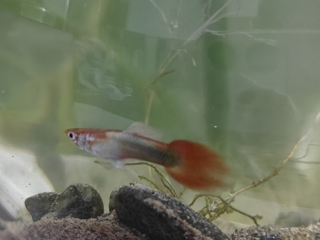 Jeddah, Pet Supplies, SAR 60,  Small Aquarium For Sale With 1 Pair Guppy