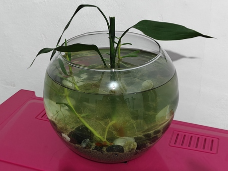 Jeddah, Pet Supplies, SAR 60,  Small Aquarium For Sale With 1 Pair Guppy