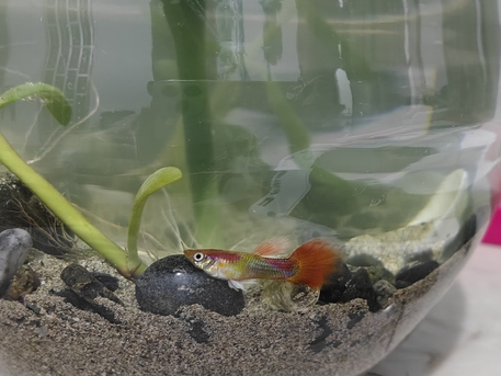 Jeddah, Pet Supplies, SAR 60,  Small Aquarium For Sale With 1 Pair Guppy