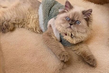 Riyadh, Pet Supplies, Up For Adoption.