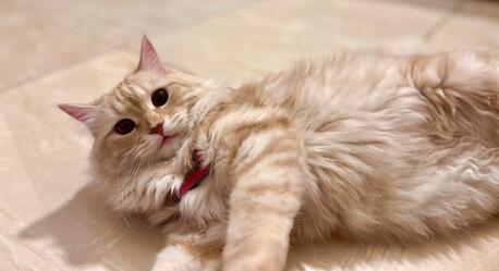 Riyadh, Pet Supplies, Up For Adoption.