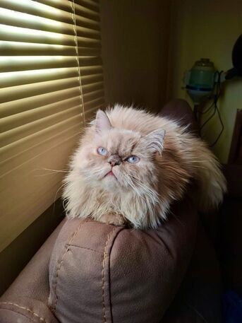 Riyadh, Pet Supplies, Up For Adoption.