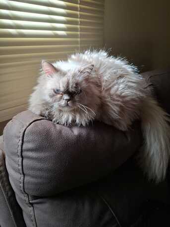 Riyadh, Free Items, Cats Up For Adoption.