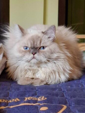 Riyadh, Free Items, Cats Up For Adoption.