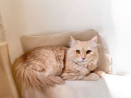 Riyadh, Free Items, Cats Up For Adoption.