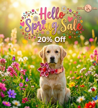 San Francisco, Pet Supplies, USD 28,  Girl Dog Collar With Bow | Limited-Time Spring Sale &ndash; 20% Off