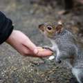 Animal Control Etobicoke