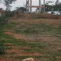 INR 16500,  200 Sq. Yard,  HMDA Residential Plots Sale In Mirkhanpet Near Future City Skill University ORR 14