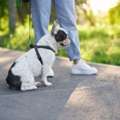 Dog Walking Services In Mysore
