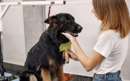 Mississauga, Pet Sitting, Professional Certified Dog Groomer Services For Happy Pets
