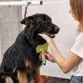 Professional Certified Dog Groomer Services For Happy Pets