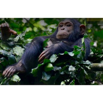 New York, Business, Gombe National Park Tours