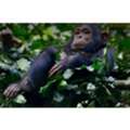 Gombe National Park Tours