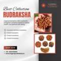 Best Rudraksha Shop In Berhampur