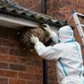 Wasp Nest Removal Manchester - Fast, Safe & Same Day Service