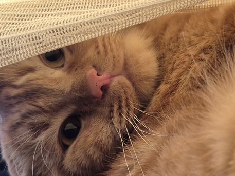 Jeddah, Pet Adoption, Cat For Free Adoption