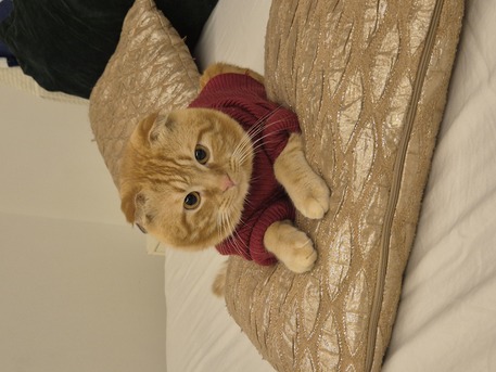 Jeddah, Pet Adoption, Cat For Free Adoption