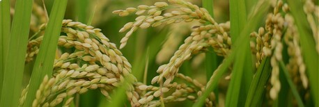 Mumbai, Farm & Garden, Top-Grade Zinc Sulfate Monohydrate By Shivam Agro Industries For Farming