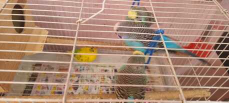 Dammam, Pet Supplies, SAR 200,  Budgies With Cage For Sale