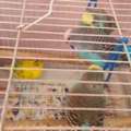 SAR 200,  Budgies With Cage For Sale