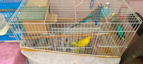 Dammam, Pet Supplies, SAR 200,  Budgies With Cage For Sale