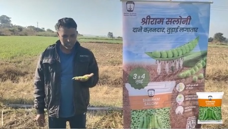 Mumbai, Farm/Garden, Heat Tolerant Pea Variety With Shriram Saloni For High Yield
