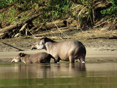 Toronto, Travel, Best Chuncho Macaw Clay Lick Tour | 3 Day Adventure