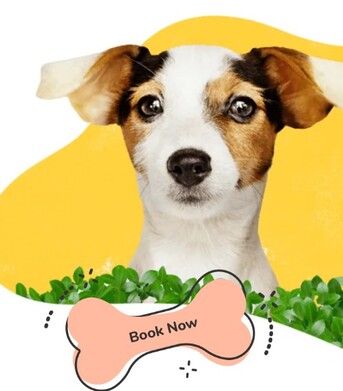 New York, Pet Sitting, Reliable Pet Sitting West Hollywood