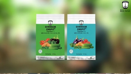 Mumbai, Farm/Garden, Modern Banana Cultivation Methods For Higher Yield And Profit