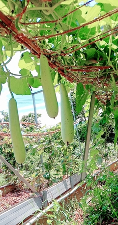 Chennai, Jobs, Farming Couple