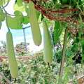 Farming Couple For Farm Management