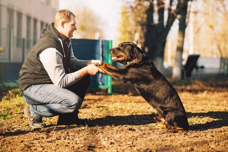 Bangalore, Pet Sitting, Dog Trainer In Mysore