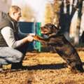 Dog Trainer In Mysore