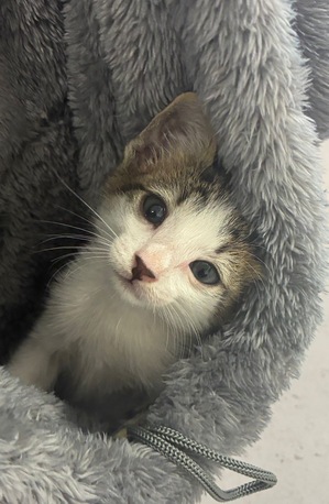 Jeddah, Pet Adoption, Kitten For Urgent Adoption