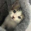 Kitten For Urgent Adoption