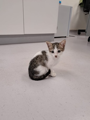 Jeddah, Pet Adoption, Kitten For Urgent Adoption