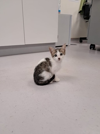 Jeddah, Pet Adoption, Kitten For Urgent Adoption