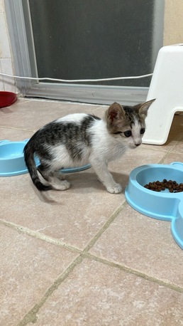 Jeddah, Pet Adoption, Kitten For Urgent Adoption