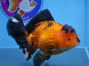 Austin, Pet Supplies, Fish Store In Austin